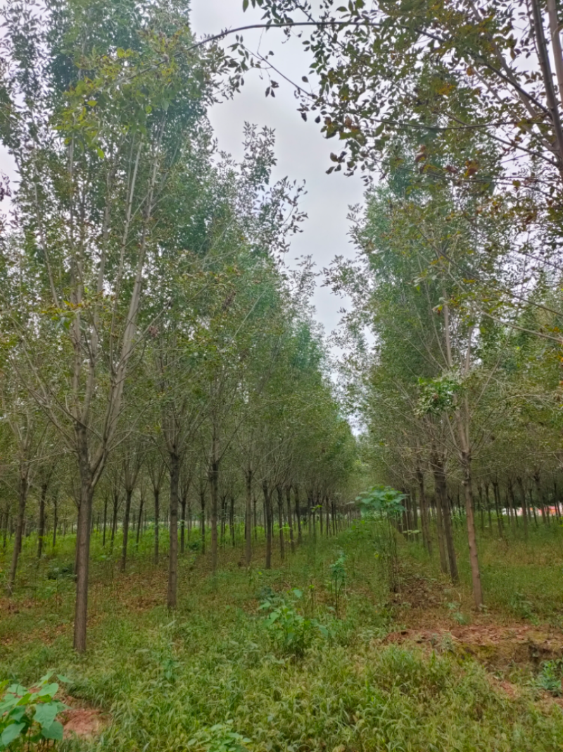 白蜡，太康白蜡10公分，12公分白蜡13-15公分白蜡量