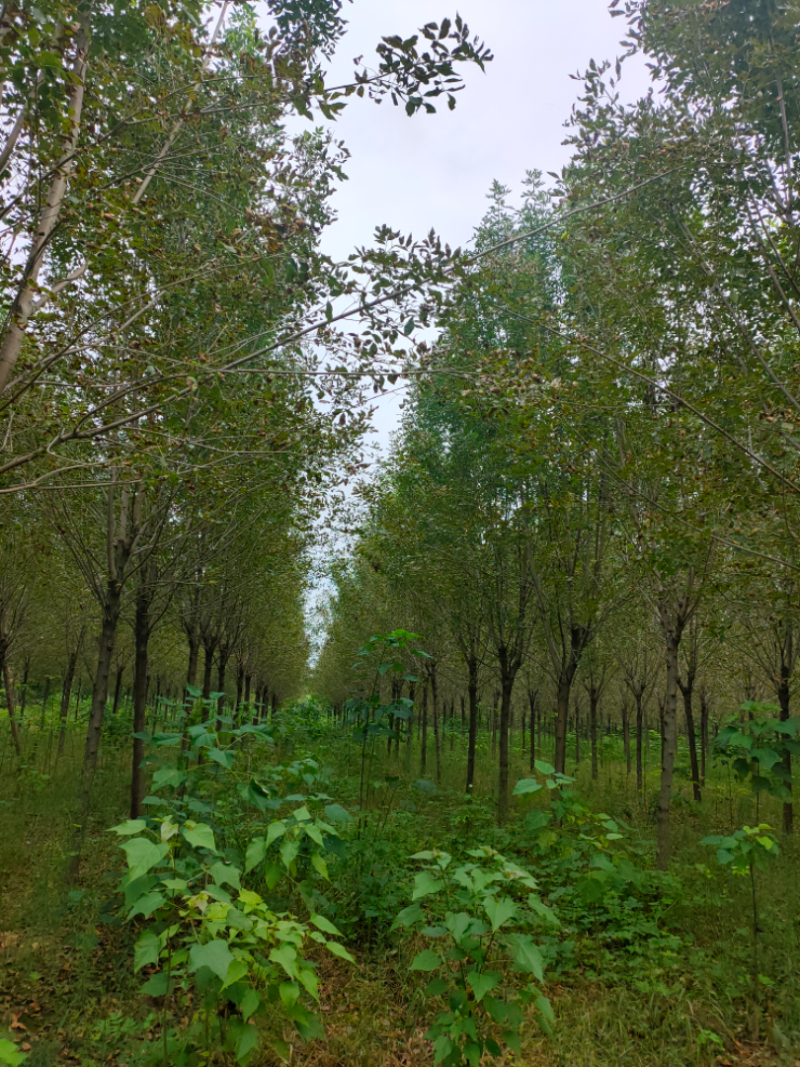 白蜡，太康白蜡10公分，12公分白蜡13-15公分白蜡量