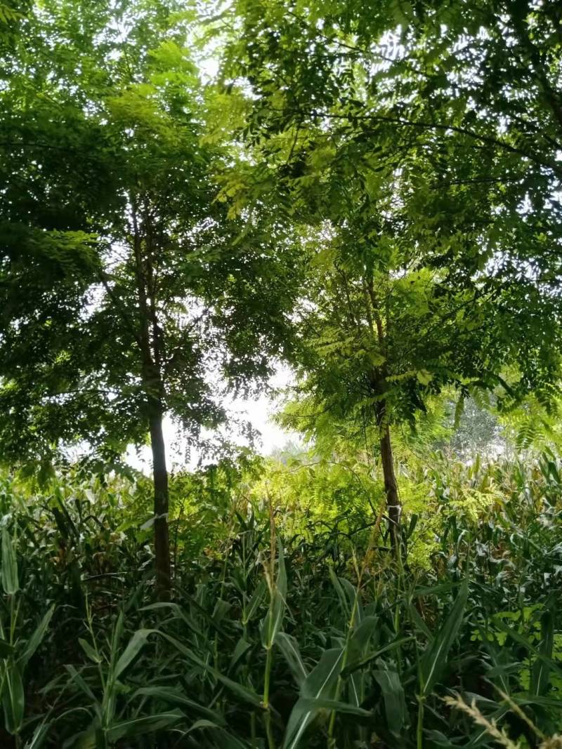 刺槐，12公分刺槐，10公分刺槐，13公分刺槐，处理价格