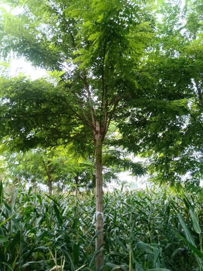 刺槐，12公分刺槐，10公分刺槐，13公分刺槐，处理价格
