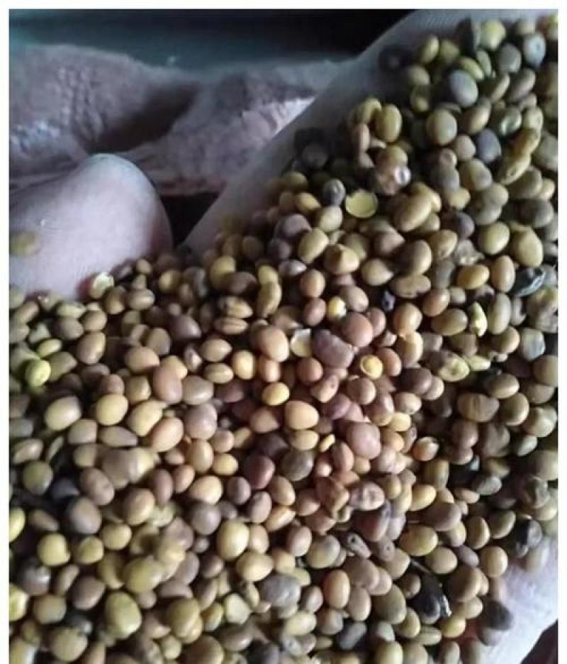 苦豆子，中药材苦豆子质量保证，经营各种中药材欢迎咨询合作