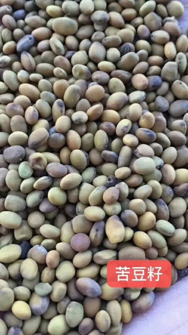 苦豆子，中药材苦豆子质量保证，经营各种中药材欢迎咨询合作