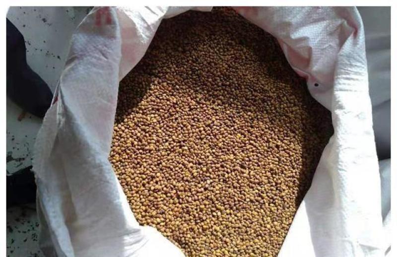 苦豆子，中药材苦豆子质量保证，经营各种中药材欢迎咨询合作