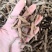 三白草，正品三白草根，经营各种中药材欢迎咨询合作