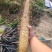 平度牛腿面山药产地直供，**一手货源，和农户谈价