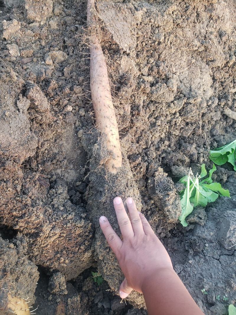 平度牛腿面山药产地直供，**一手货源，和农户谈价