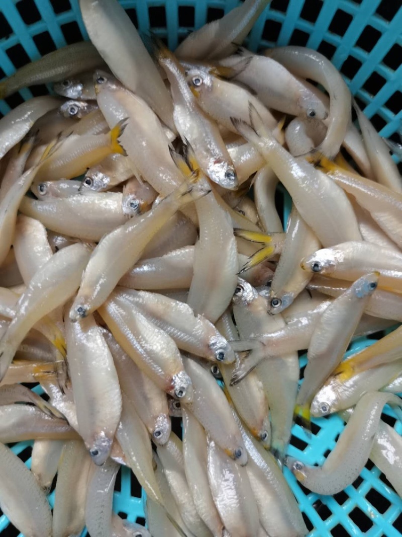 金穗鱼