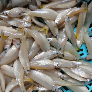 金穗鱼