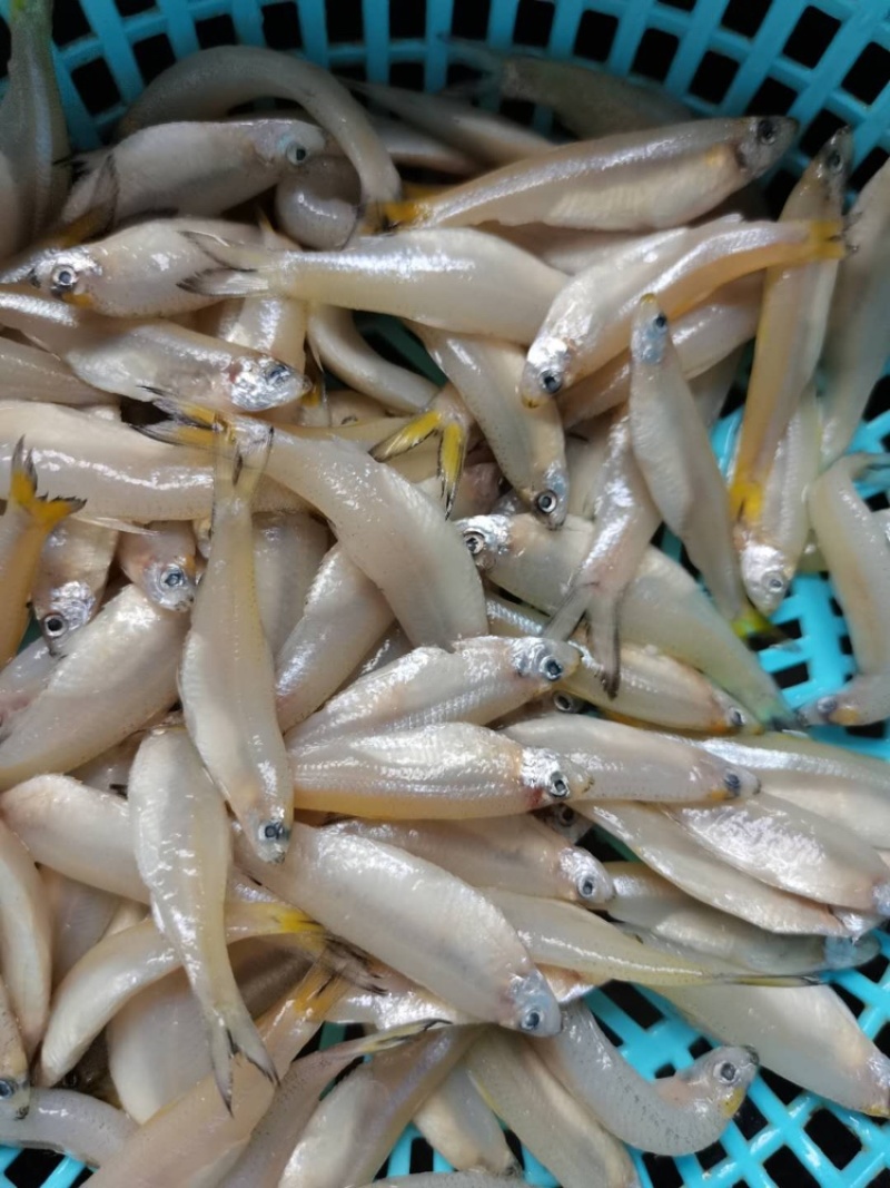 金穗鱼