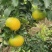 四川精品爱媛38甜化渣电商货市场货产地一手货源可视频看货