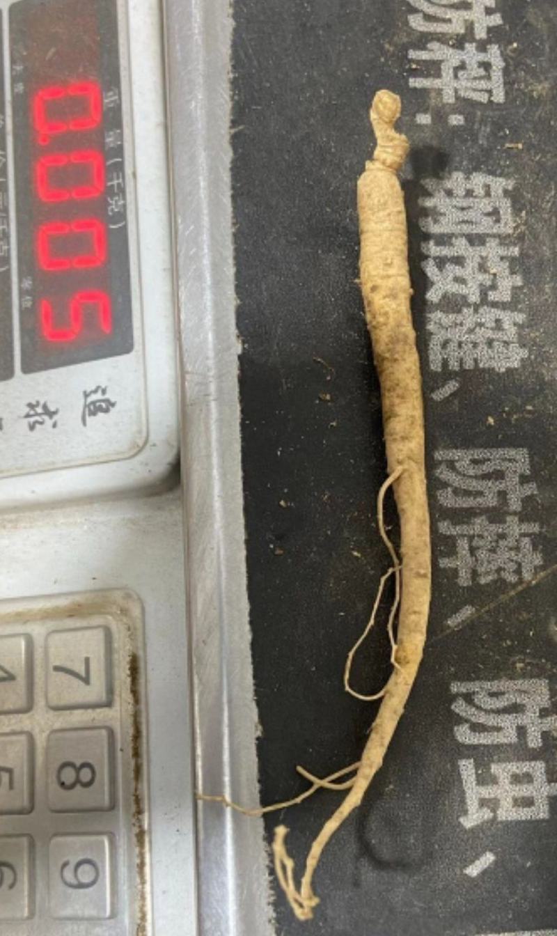 长白山优质鲜人参，新鲜发货，优质小人参煲汤鲜嫩