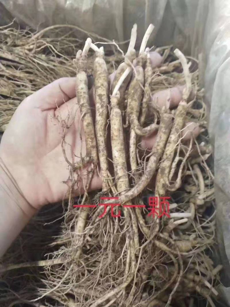 长白山优质鲜人参，新鲜发货，优质小人参煲汤鲜嫩