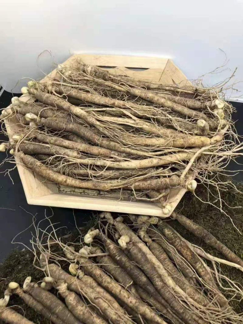 长白山优质鲜人参，新鲜发货，优质小人参煲汤鲜嫩
