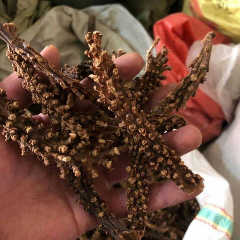 虎鞭草云南苗家特产顶天柱子孙草野生强劲草男性泡酒料