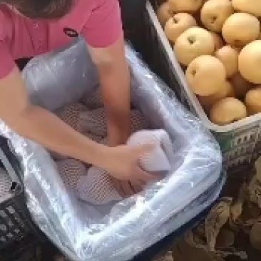 秋月梨