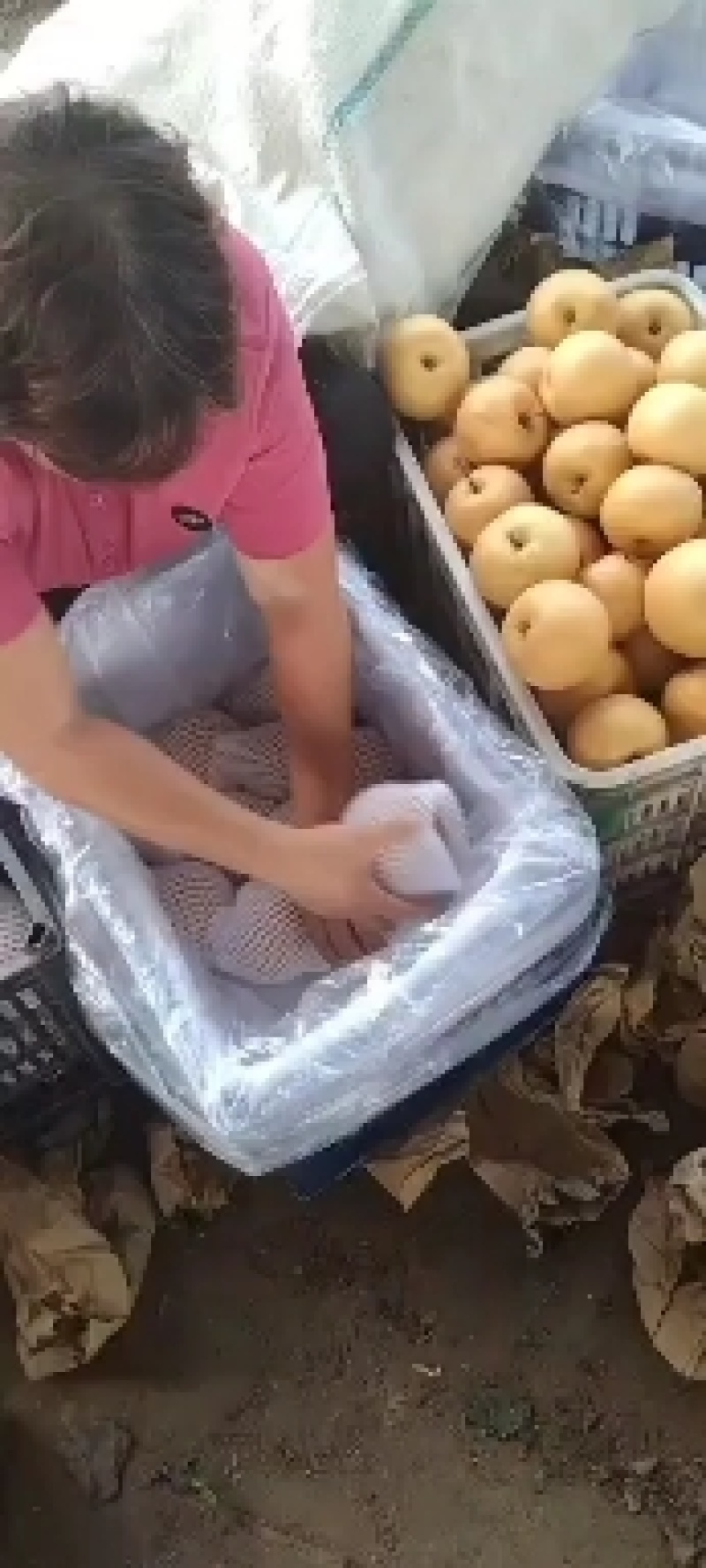 秋月梨