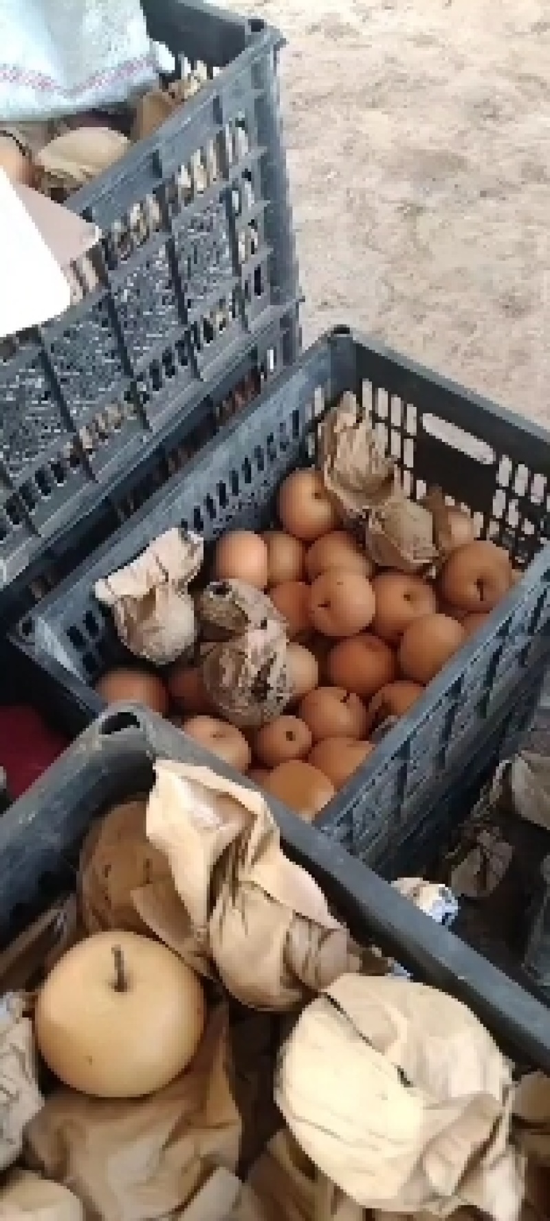 秋月梨