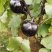【茄子】河北饶阳冷棚圆茄大量上市.又黑又亮.物美价廉。