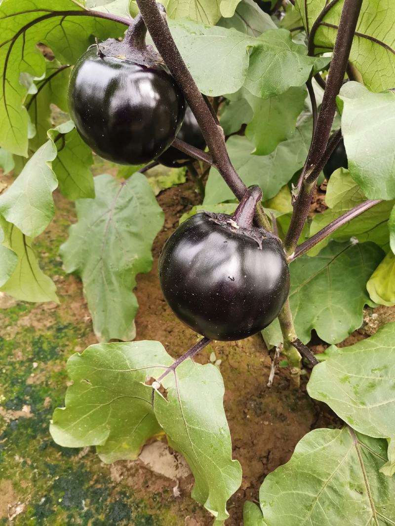 【茄子】河北饶阳冷棚圆茄大量上市.又黑又亮.物美价廉。