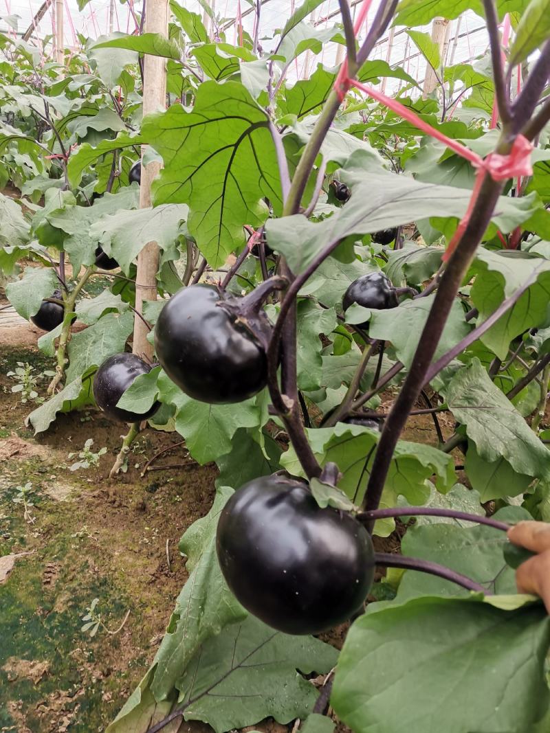 【精品】河北冷棚紫光圆茄大量上市.产地直发.质优价廉。