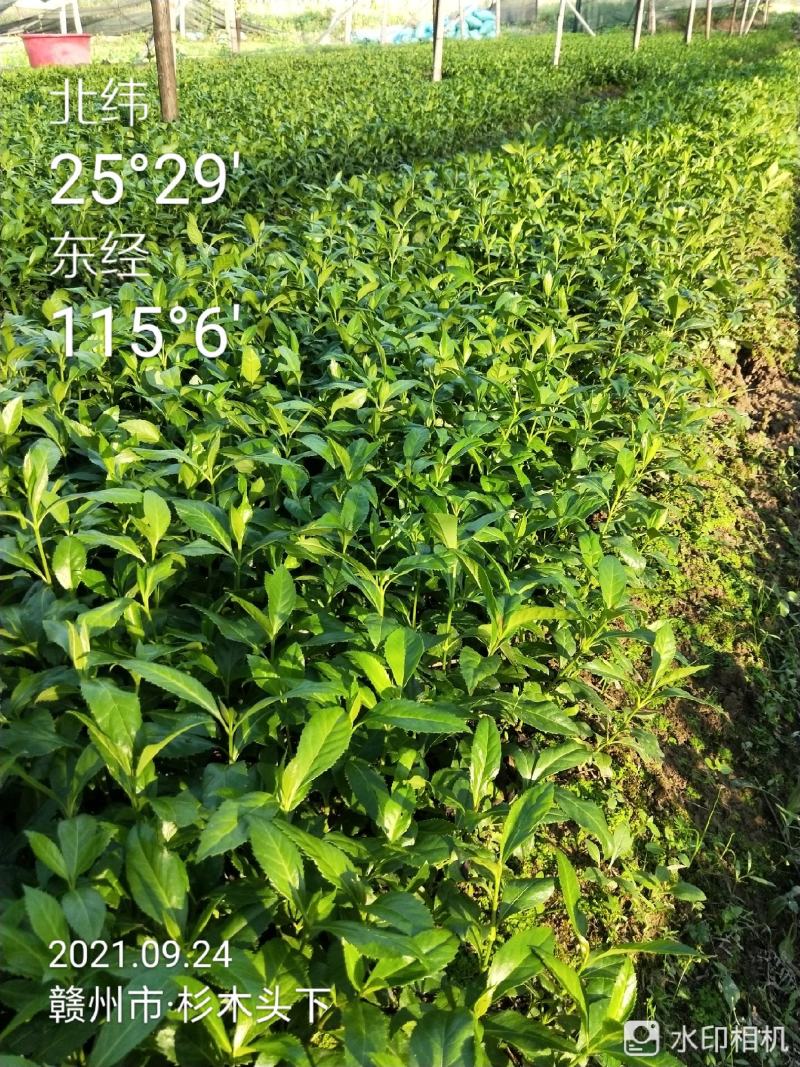 草珊瑚苗～自家苗圃无中间商赚差价，一年两年苗欢迎实地考察
