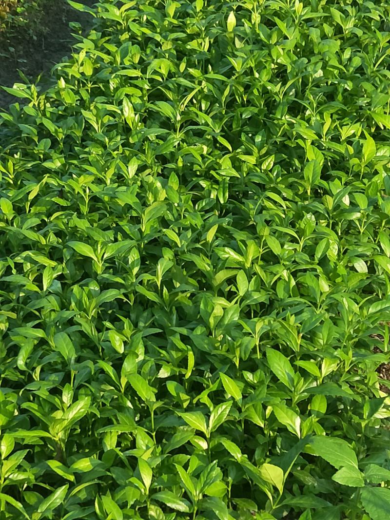 草珊瑚种子2023年新鲜饱满免费提供育苗种植技术保成活率
