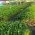 草珊瑚种子2023年新鲜饱满免费提供育苗种植技术保成活率