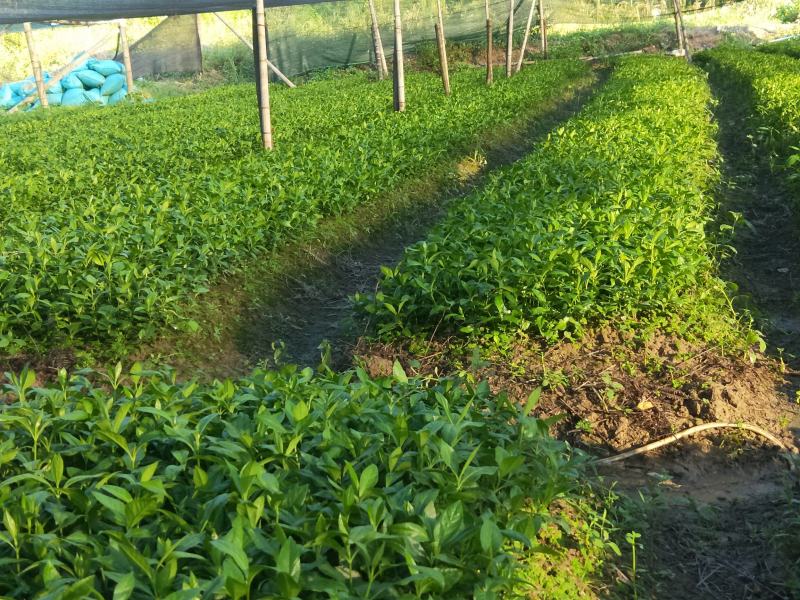 草珊瑚种子2023年新鲜饱满免费提供育苗种植技术保成活率