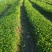 草珊瑚种子2023年新鲜饱满免费提供育苗种植技术保成活率