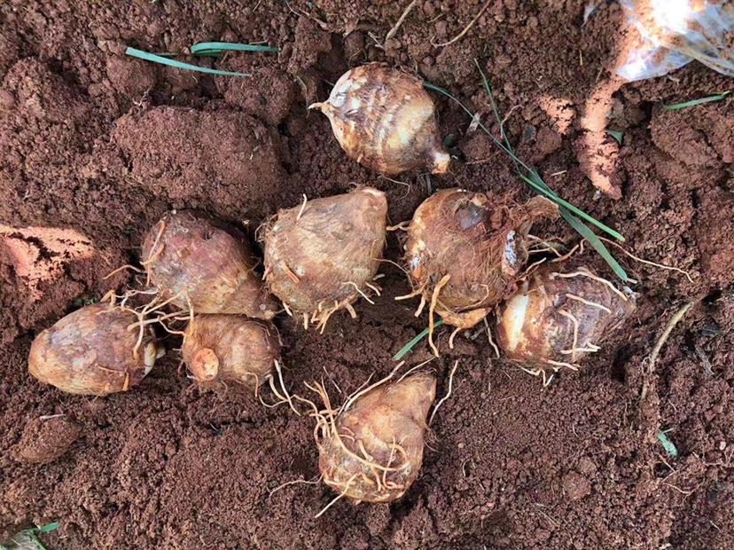 毛芋头梗的烹饪示意图