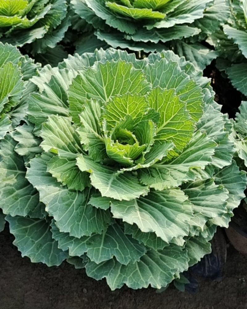 羽衣甘蓝冬季花坛、花镜重要观叶植物。观赏期长，叶色鲜艳