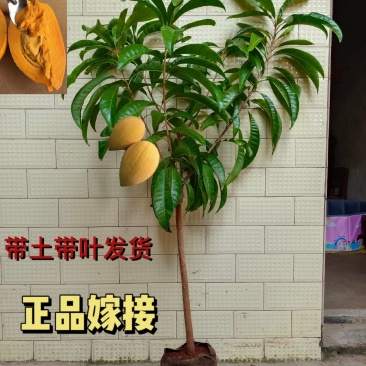 耀堂仙桃树苗蛋黄果的升级版大果湿包口感