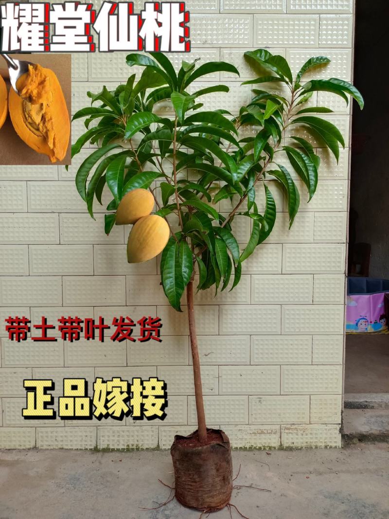 耀堂仙桃树苗蛋黄果的升级版大果湿包口感