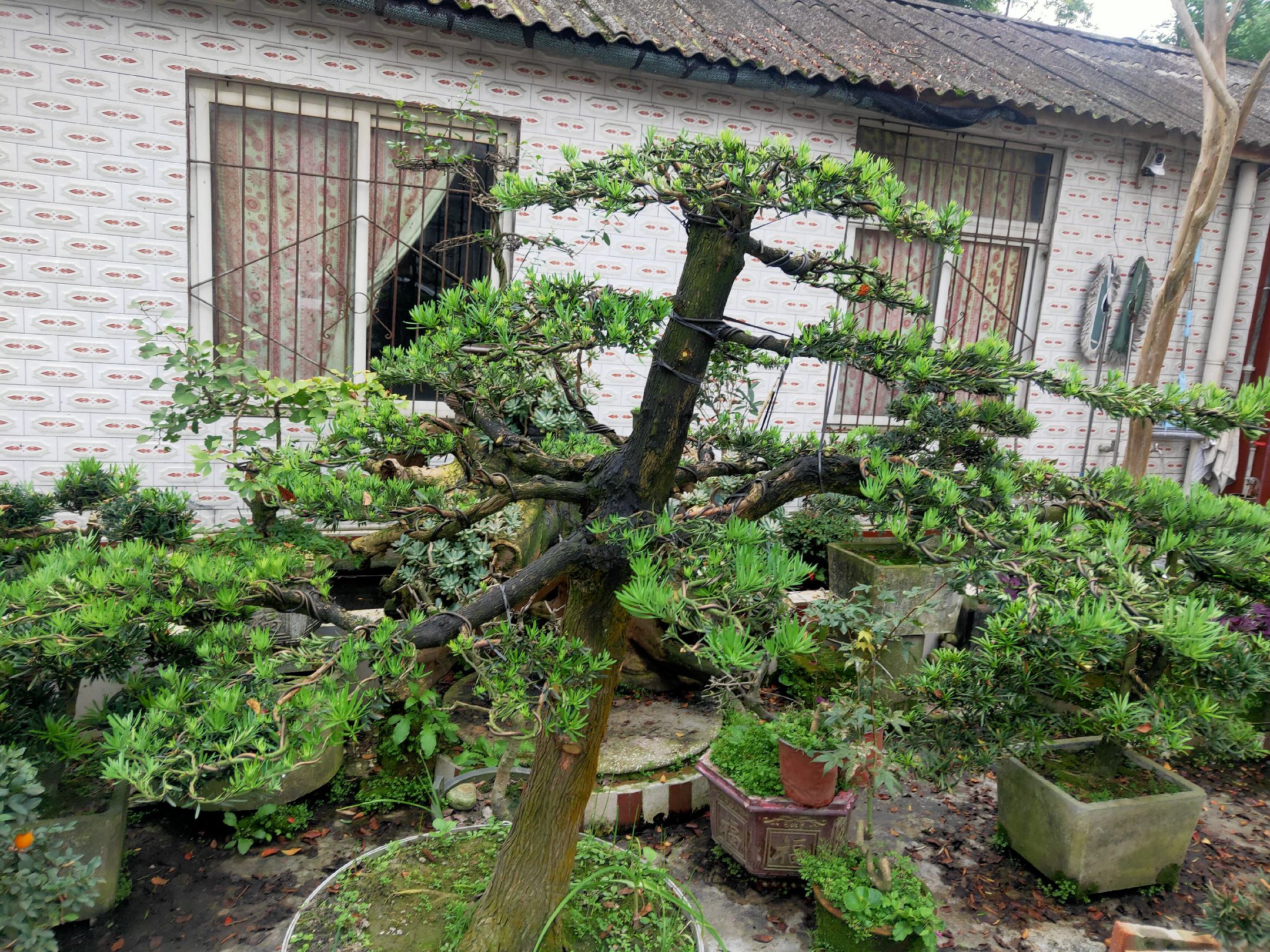 罗汉松庭院景观