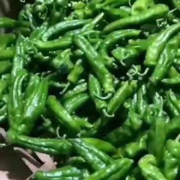 辣椒