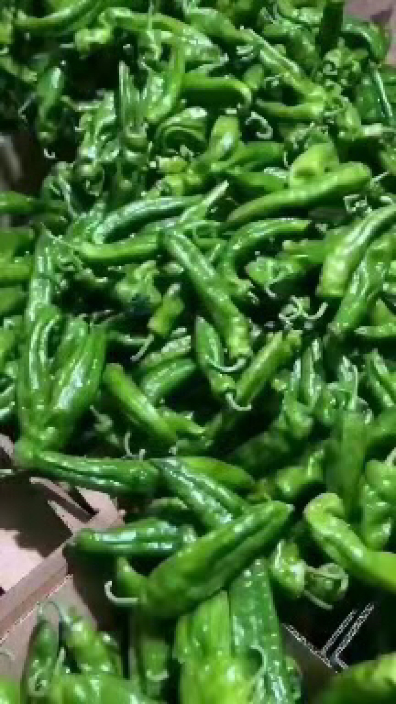 辣椒
