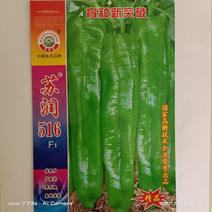 牛角椒种子苏润大椒苏润516大果型牛角椒高产品种