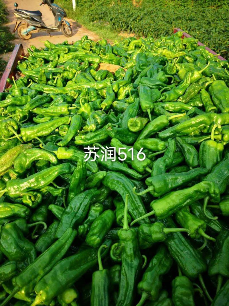 牛角椒种子苏润大椒苏润516大果型牛角椒高产品种