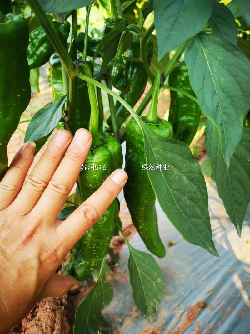 牛角椒种子苏润大椒苏润516大果型牛角椒高产品种