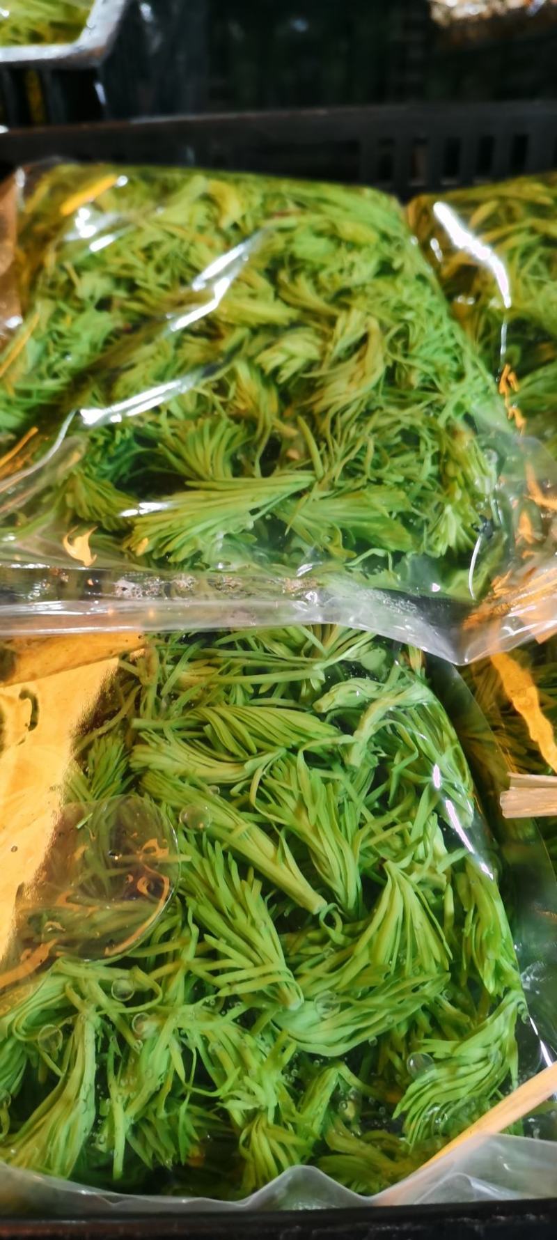 云南野菜