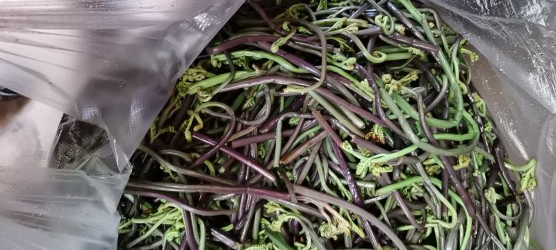 云南野菜