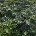 花椒苗，狮子头，大红袍，山西省花椒苗基地，保证质量，