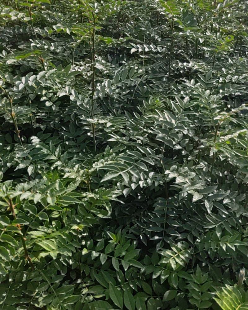 花椒苗，狮子头，大红袍，山西省花椒苗基地，保证质量，