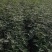 花椒苗，狮子头，大红袍，山西省花椒苗基地，保证质量，