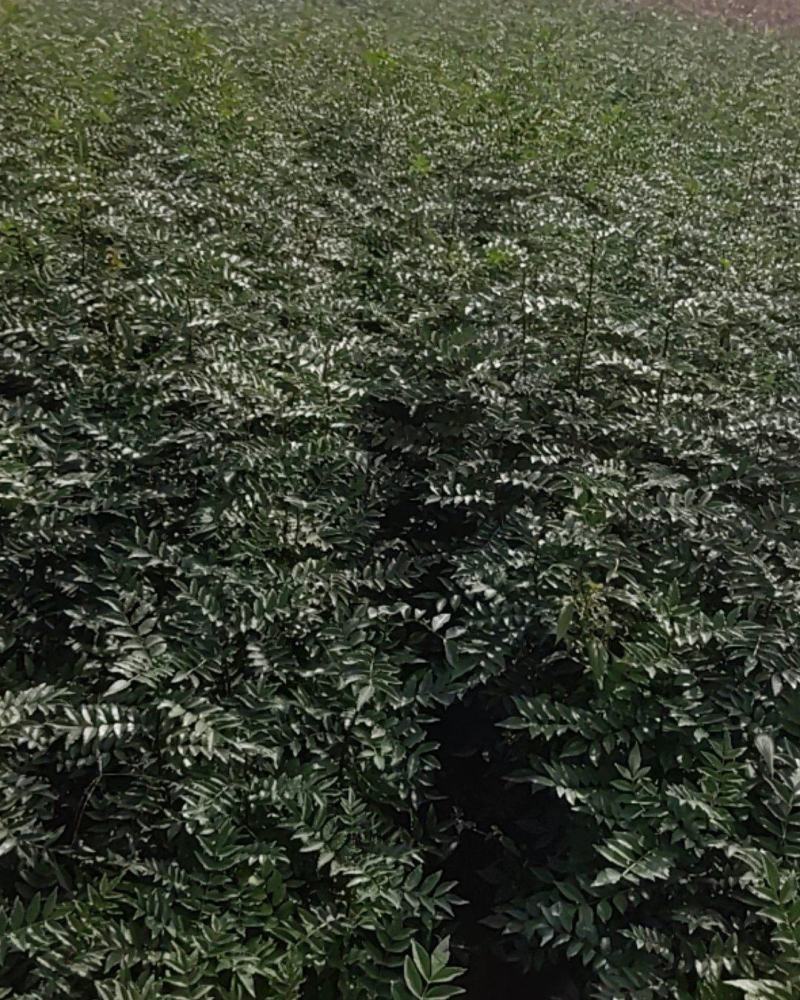 花椒苗，狮子头，大红袍，山西省花椒苗基地，保证质量，