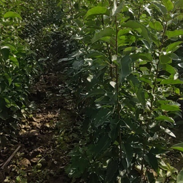 杜梨苗，山西省运城，自己种的杜梨苗，量大。
