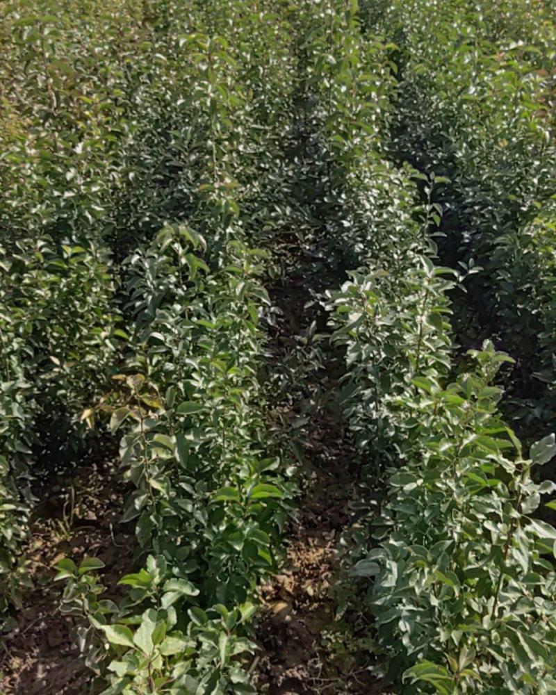 杜梨苗，山西省运城，自己种的杜梨苗，量大。
