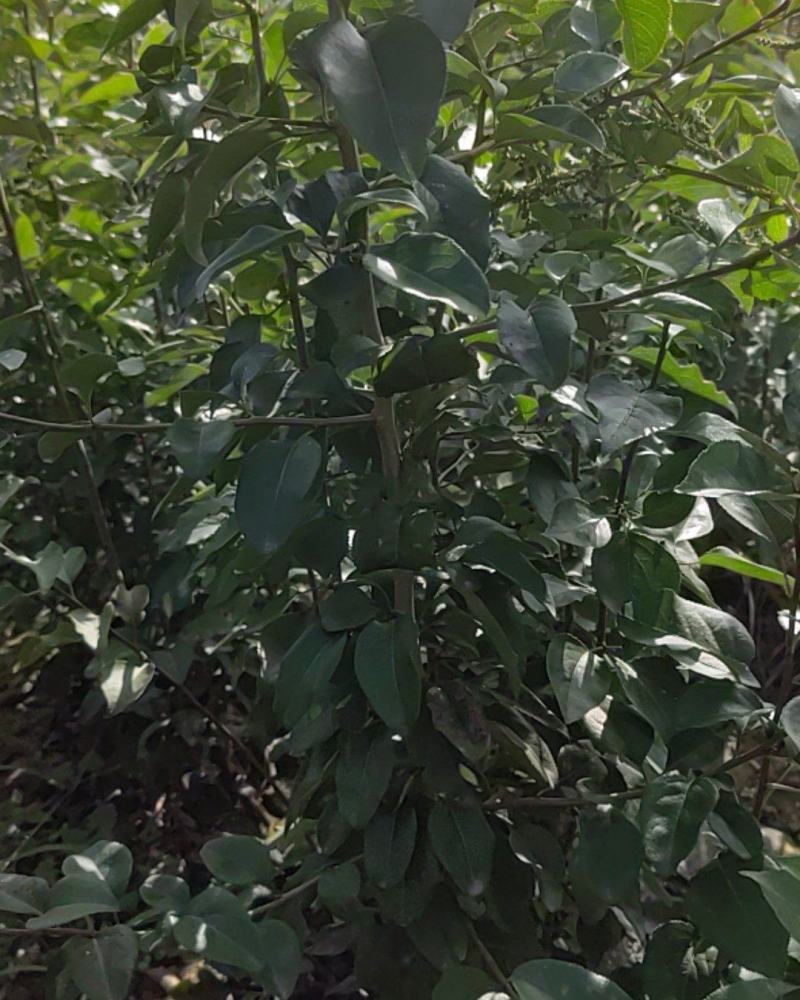 杜梨苗，山西省运城，自己种的杜梨苗，量大。