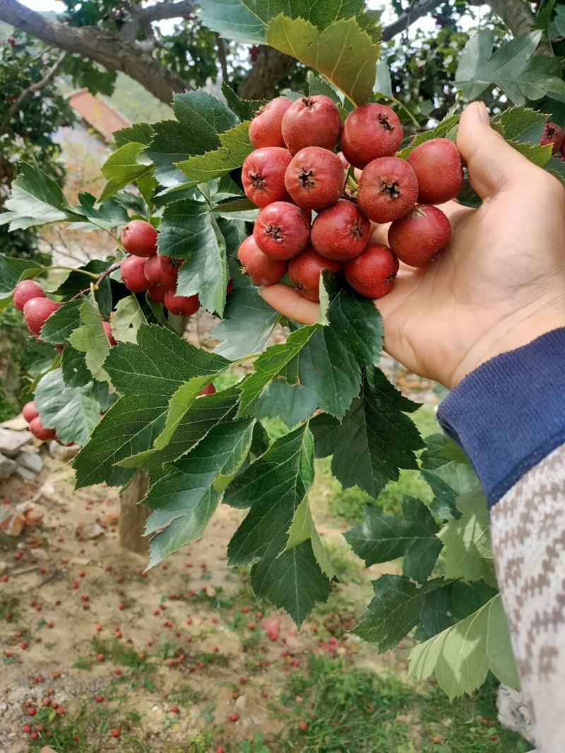 山楂