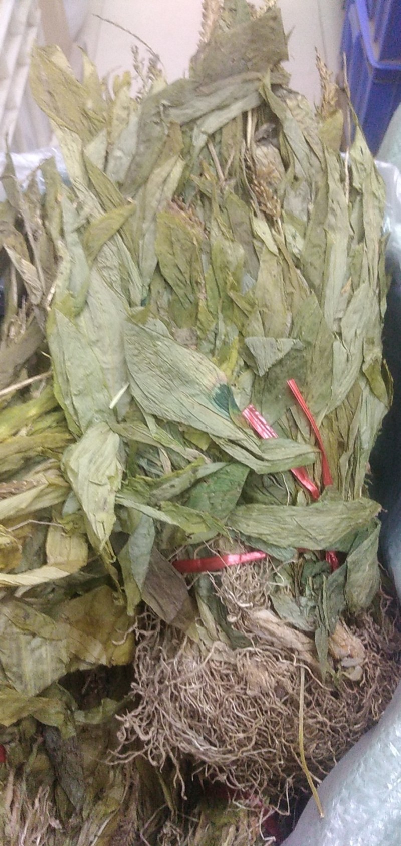 产地一手货源干见血清，立地好、云南水洗货，根须特別干净，